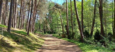 Leśna ścieżka w borach