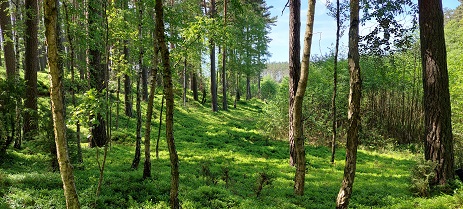 Zielone widoki w gęstym lesie