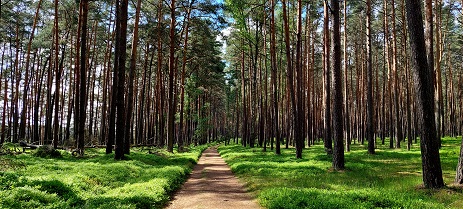 Kręte ścieżki w lesie