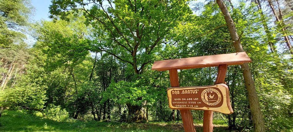 pomnik przyrody dab bartus w borach tucholskich