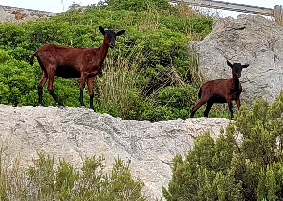Kozy na Formentor