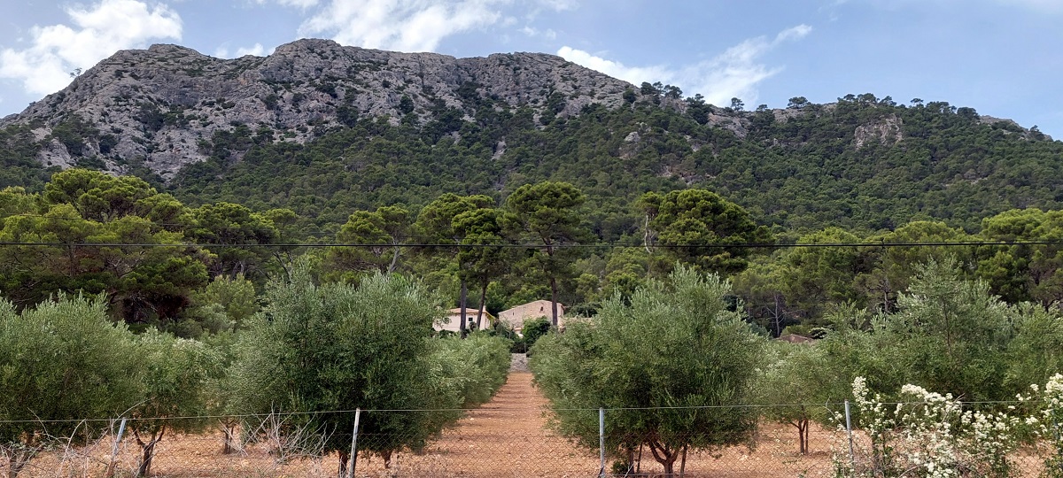 Sad oliwny na Formentor