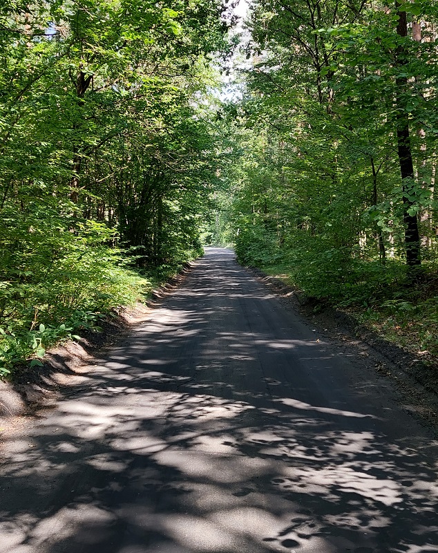 Las w drodze do jeziora Bełdany