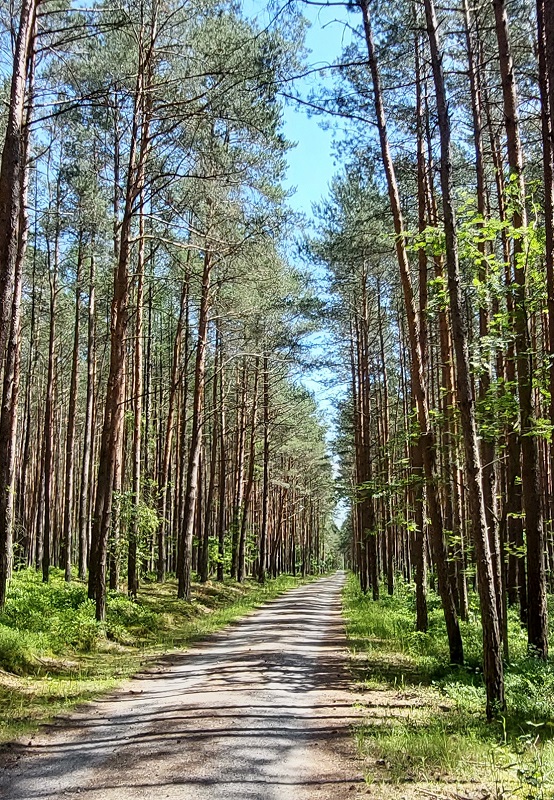 Mierzeja Wiślana - Szlak R10