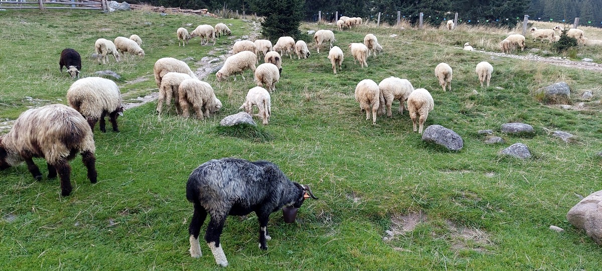 Owce na pastwisku w Dolinie Chochołowskiej