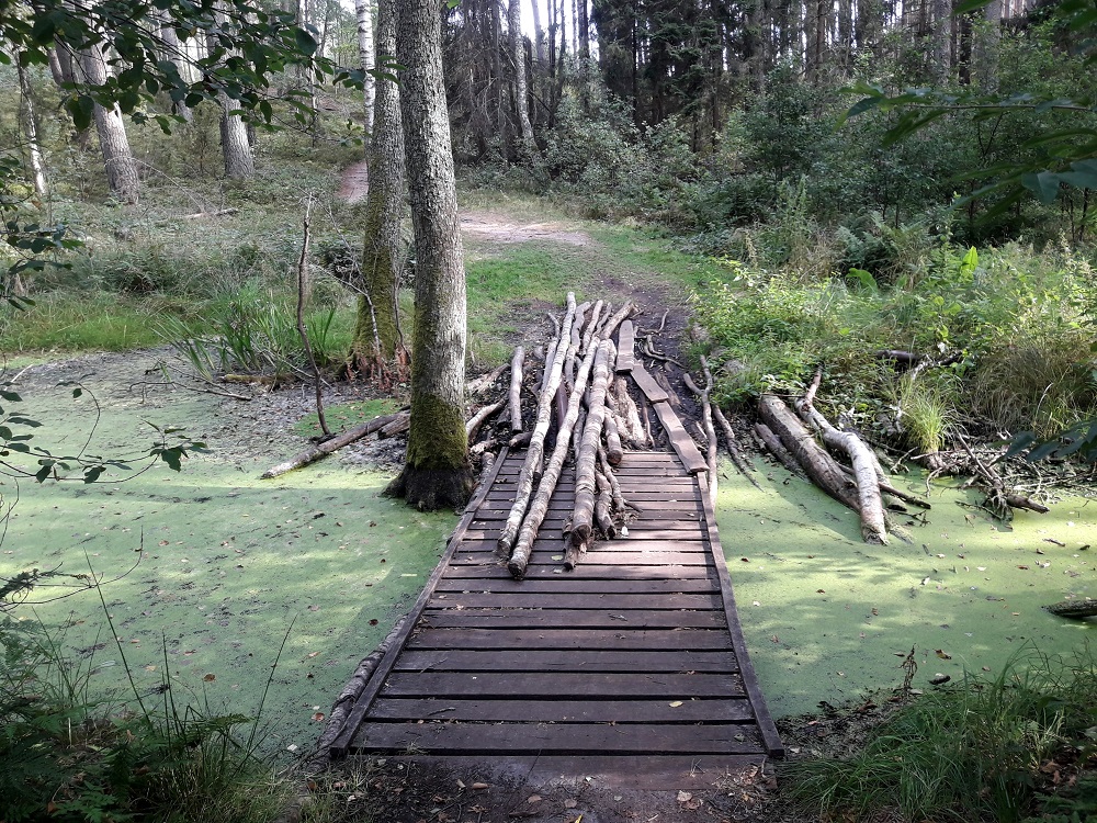 Las przy jeziorze Wdzydze